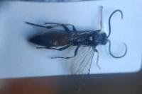 Ctenichneumon divisorius