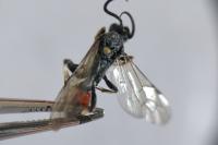 Ctenichneumon divisorius