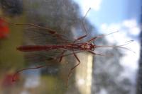 Ophion obscuratus