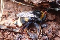 Bombus sp (terrestris/lucorum/cryptarum/magnus)
