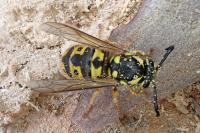 Vespula germanica