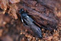 Stenichneumon culpator