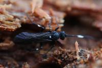 Ichneumon molitorius