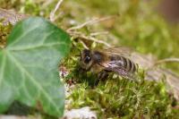 Apis mellifera