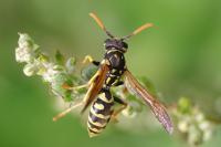 Polistes dominula