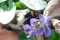 Bombus terrestris