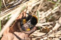 Bombus terrestris