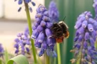 Osmia cornuta