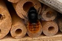 Osmia cornuta