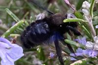 Xylocopa