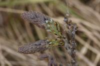 Andricus fecundatrix