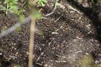 Formica rufa