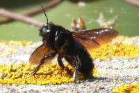 Xylocopa