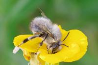 Anthophora plumipes