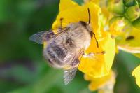 Anthophora plumipes