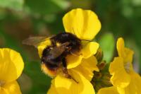 Bombus lapidarius