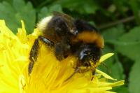 Bombus sp (terrestris/lucorum/cryptarum/magnus)