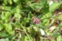 Eucera