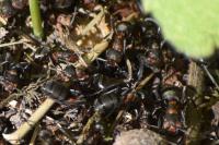 Formica rufa