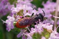 Sphecodes albilabris