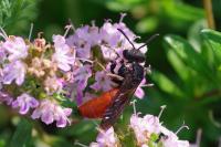 Sphecodes albilabris