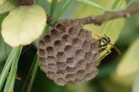 Polistes dominula