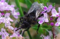 Melecta albifrons