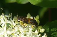 Macrophya montana