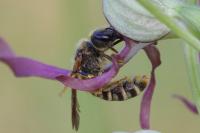 Halictus scabiosae