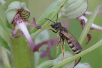Halictus scabiosae