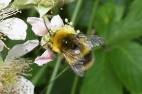 Bombus pratorum