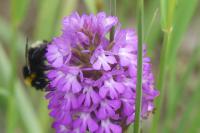 Bombus sp (terrestris/lucorum/cryptarum/magnus)
