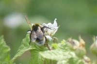 Bombus sp (terrestris/lucorum/cryptarum/magnus)