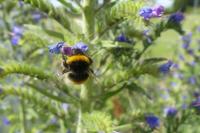 Bombus sp (terrestris/lucorum/cryptarum/magnus)