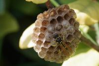 Polistes dominula
