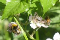 Bombus pratorum