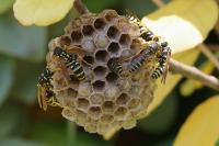 Polistes dominula