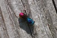 Chrysis ignita
