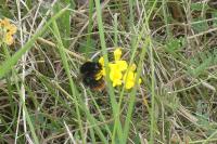 Bombus lapidarius