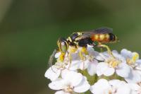 Dinetus pictus