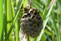 Polistes dominula