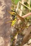 Vespula germanica