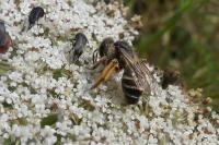 Andrena flavipes