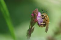 Lasioglossum alpigenum