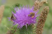Andrena gravida