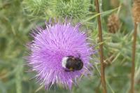Bombus sp (terrestris/lucorum/cryptarum/magnus)
