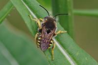 Trachusa interrupta
