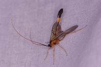 Stauropoctonus bombycivorus