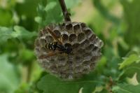 Polistes dominula