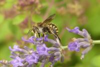 Anthidium septemspinosum